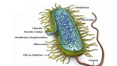 Foto de Estrutura e função das células bacterianas